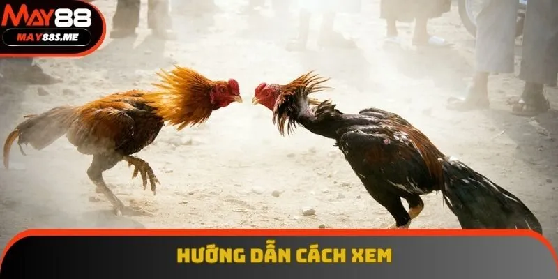 Hướng dẫn cách xem 