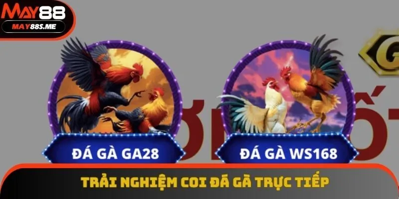 Trải nghiệm coi đá gà trực tiếp