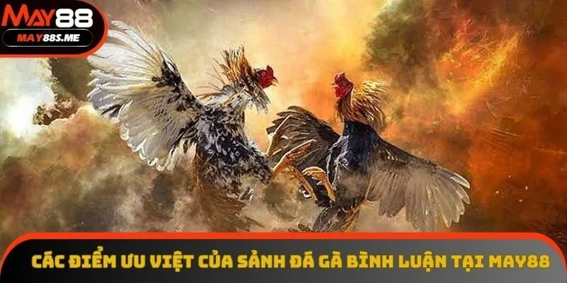 Các điểm ưu việt của sảnh đá gà bình luận tại May88 Các điểm ưu việt của sảnh đá gà bình luận tại May88