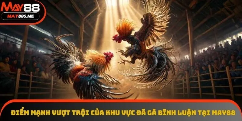 Điểm mạnh vượt trội của khu vực đá gà bình luận tại May88 Điểm mạnh vượt trội của khu vực đá gà bình luận tại May88