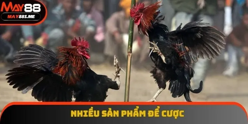 Đa dạng sản phẩm cược trên live Đa dạng sản phẩm cược trên live