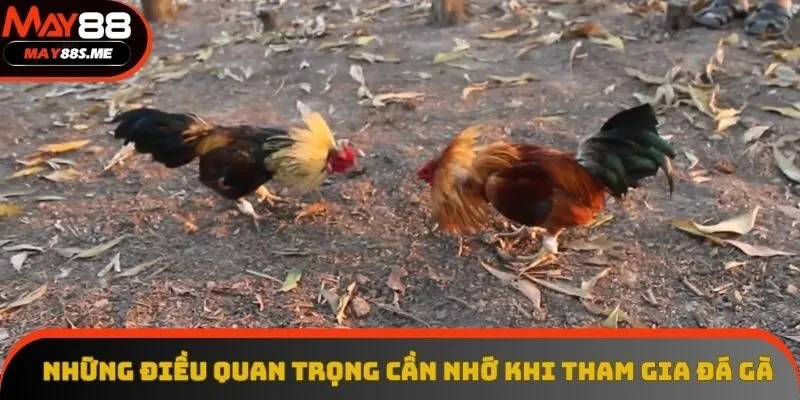 Những điều quan trọng cần nhớ khi tham gia đá gà