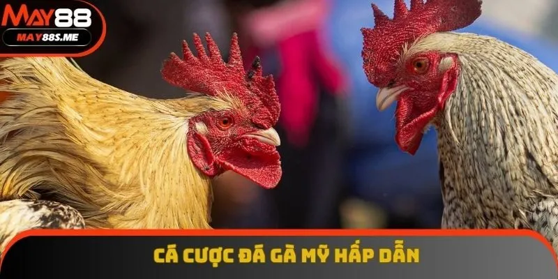 Cược vào loại hình kê Mỹ tranh tài