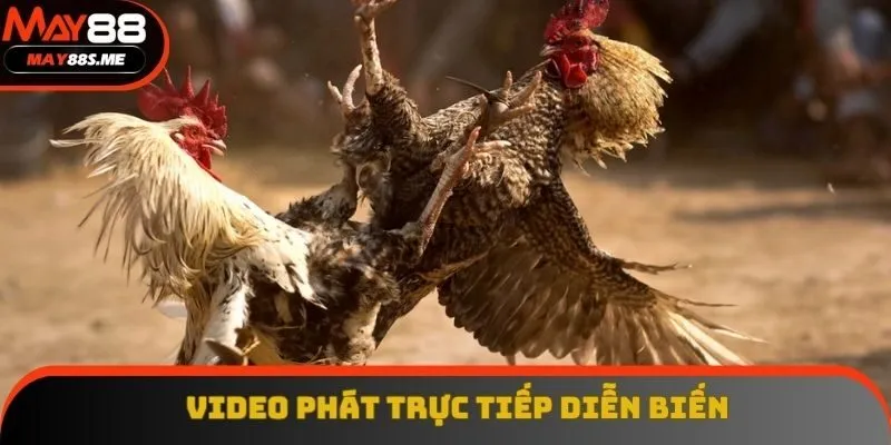 Video diễn biến trận đá gà siêu đã