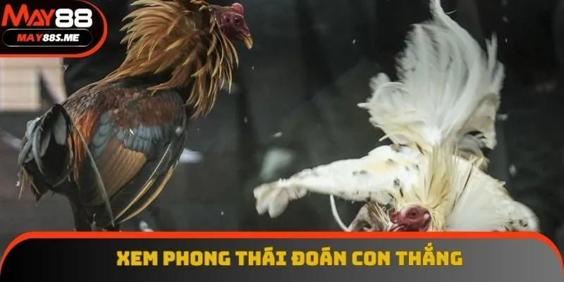 Xem phong thái và tình trạng của gà ra sân